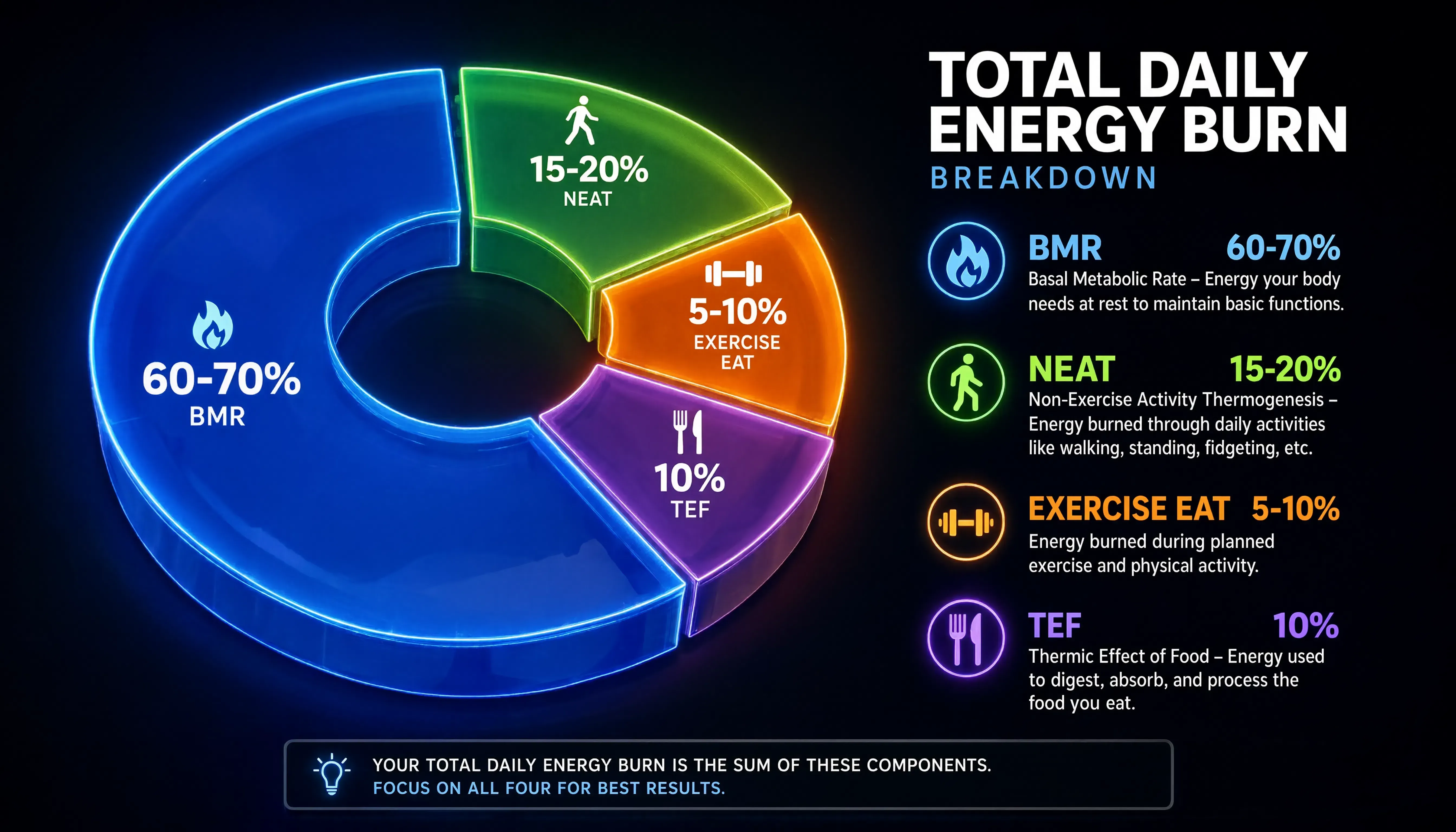 Total Daily Energy Expenditure TDEE components pie chart breakdown